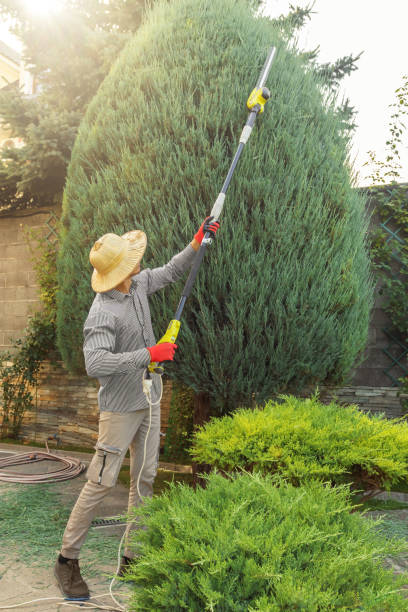 Jerome, ID Tree Removal Company